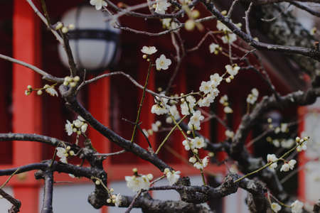 Japanese Cherry Plum Blossom