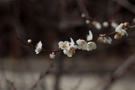 Japanese Cherry Plum Blossom