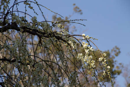 Japanese Cherry Plum Blossomの写真素材