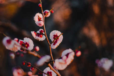 Japanese Cherry Plum Blossom sunset