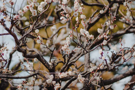 Japanese Cherry Plum Blossomの写真素材