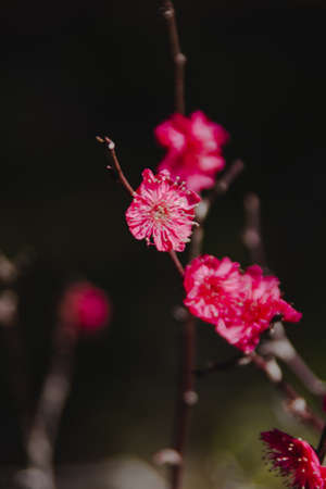 Japanese Cherry Plum Blossomの写真素材