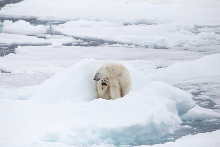 A polar bear on the sea ice in Svalbard.の写真素材