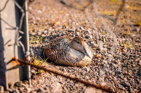 A duck breeding at rocksの写真素材