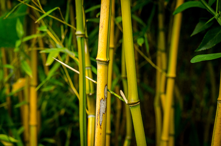 Darkness of a bamboo forestの写真素材