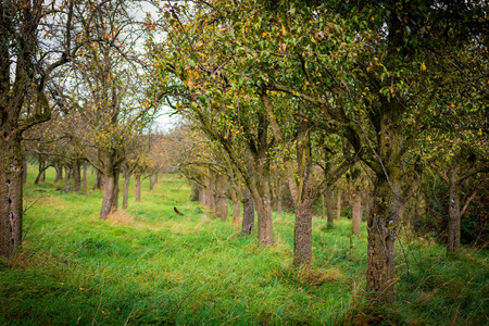 Apple tree plantation at Autumnの写真素材