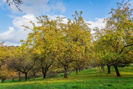 Apple tree plantation at Autumnの写真素材