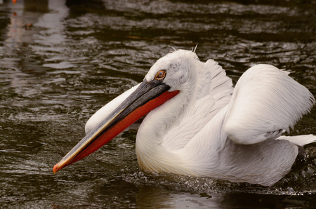 Swimming pelican at a lakeの写真素材