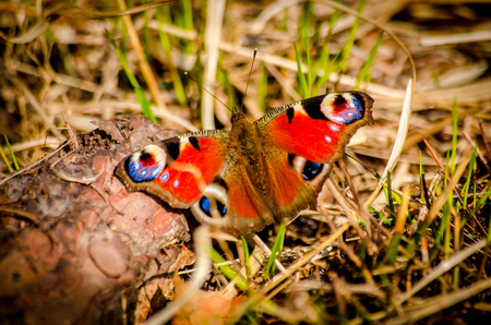 peacock butterfly at sunny summerの写真素材