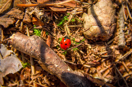 Summer ladybug at a forestの写真素材