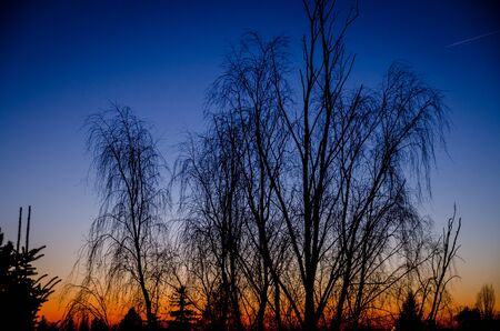 Sunset tree silhouette at summerの写真素材