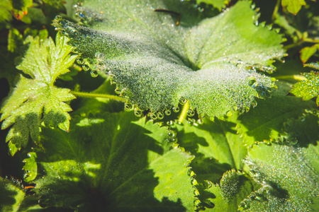 Macro raindrops at leave in Autumnの写真素材