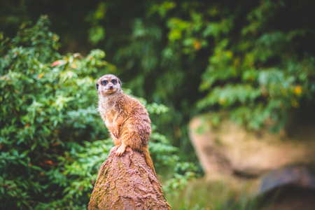 A Meerkats full attentionの写真素材