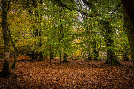 Rain at Autumn in a forestの写真素材