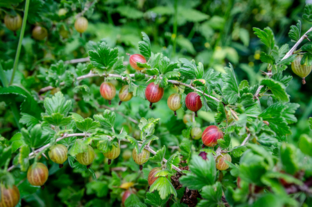 Colourful summer gooseberry branchesの写真素材