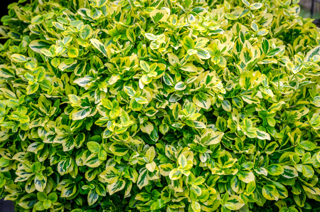 Ficus tree leafs at summerの写真素材