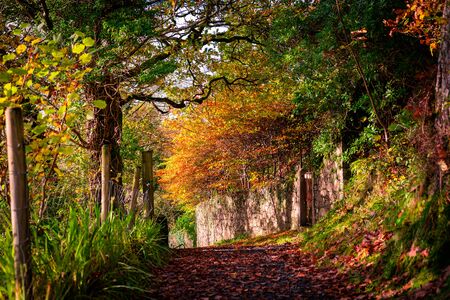 Path through the colourful Autumnの写真素材