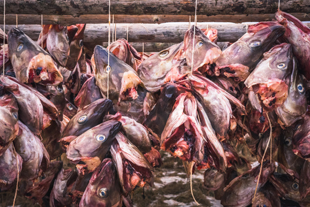 Norwegian traditional stockfish outdoor drying, Lofoten - Norwayの写真素材