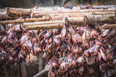 Norwegian traditional stockfish outdoor drying, Lofoten - Norwayの写真素材