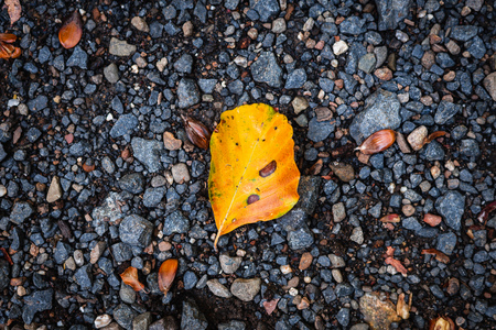 A colourful leaf on stonesの写真素材