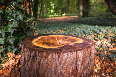A stump in a ivy forest - Germanyの写真素材