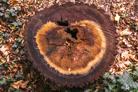 A stump in a ivy forest - Germanyの写真素材