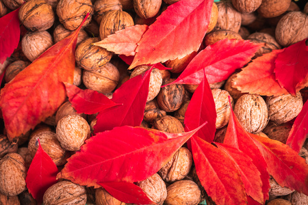 Red leafs on top of walnutsの写真素材