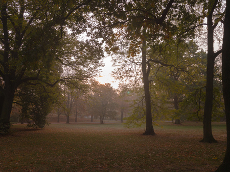 Sunrise in a foggy forestの写真素材