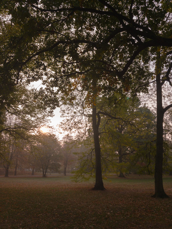 Sunrise in a foggy forestの写真素材