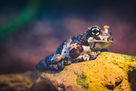 A brown tropcial frog close-upの写真素材