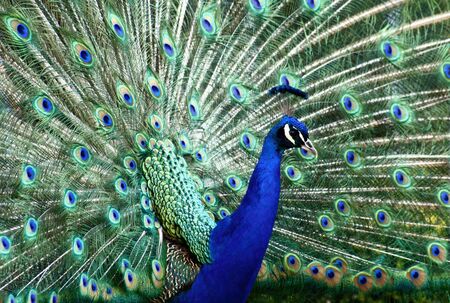 portrait of a pea cock spreading itの写真素材