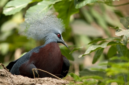 a tropical bird sitting on a treeの写真素材