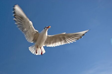 a flying seagull with food in it´s peckerの写真素材