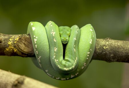 a green snake on a branchの写真素材