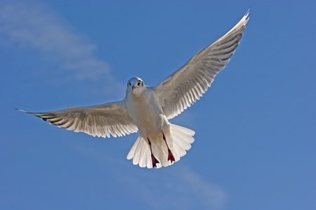 a seagull flying into the blue skyの写真素材