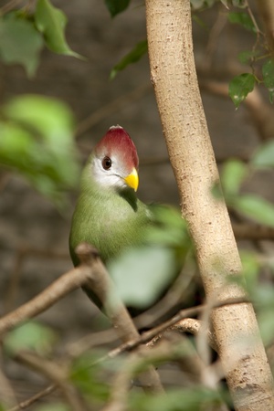 portrait of a beautiful tropical bird sitting in a treeの写真素材