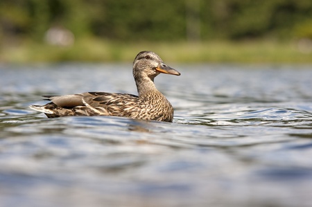 portrait of a duck swimming on a lakeの写真素材