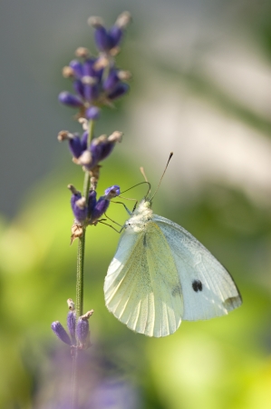 closeup of a cabbage white butterfly sitting on a flowerの写真素材