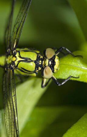 portrait of a dragonfly sitting on a leafの写真素材