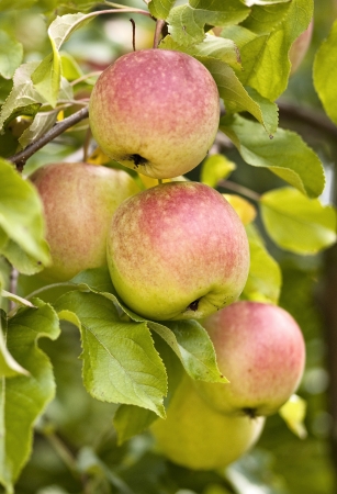 closeup of apples hanging on a treeの写真素材