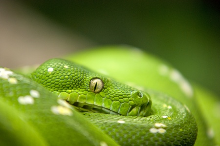 portrait of a green sankeの写真素材