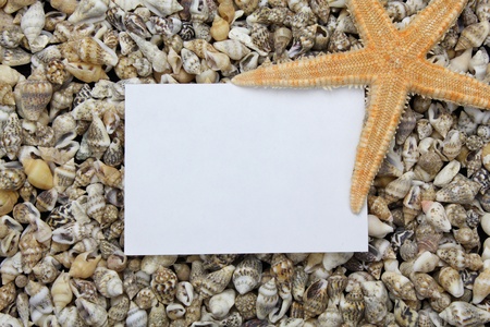 still life, shellsの写真素材