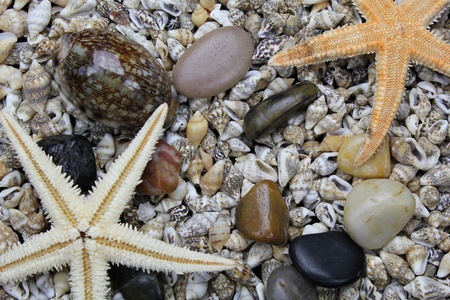 shells and stonesの写真素材