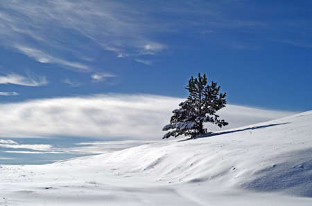 Tree in the snowの写真素材