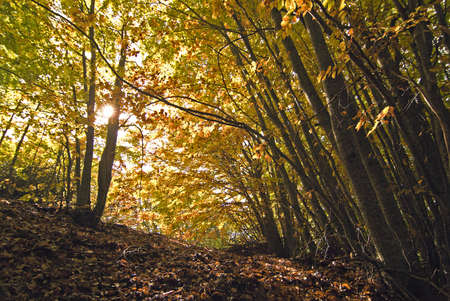 Enchanted forestの写真素材