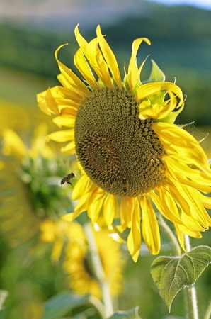 Sunflower with Beeの写真素材