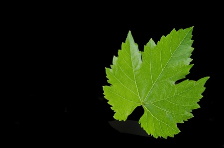 Grape leaf on a black backgroundの写真素材