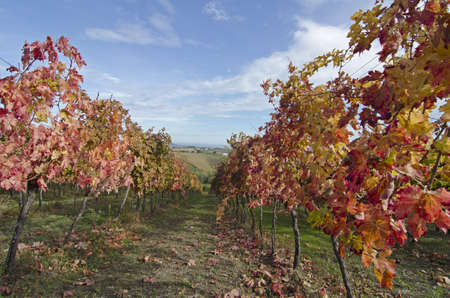 vineyard in autumnの写真素材
