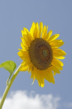 sunflower with beeの写真素材