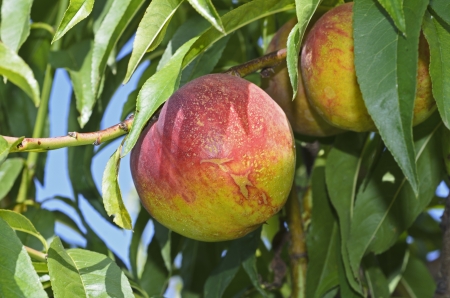 peach on the treeの写真素材